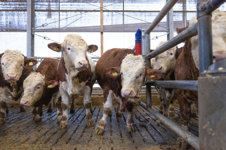 HAPPYCOW Kratzbürste Bully